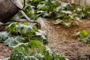 Garden With Watering Can